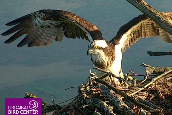 “Landa” la hembra de águila pescadora de Urdaibai, ha elegido el mejor día para regresar de África